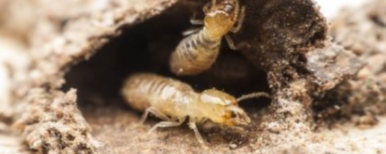 Termite Control Bracken Ridge