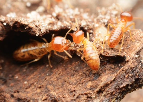 termite eradication service